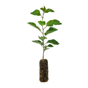 Antonovka Apple | Medium Tree Seedling | The Jonsteen Company