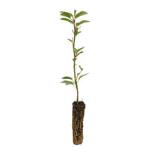 Load image into Gallery viewer, Antonovka Apple | Small Tree Seedling