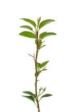 Load image into Gallery viewer, Antonovka Apple | Small Tree Seedling