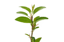 Load image into Gallery viewer, Antonovka Apple | Small Tree Seedling