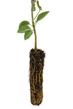 Load image into Gallery viewer, Antonovka Apple | Small Tree Seedling