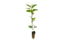 Load image into Gallery viewer, Antonovka Apple | Small Tree Seedling