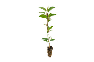 Antonovka Apple | Small Tree Seedling