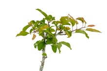 Load image into Gallery viewer, Antonovka Apple | Large Tree Seedling | The Jonsteen Company