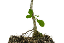 Load image into Gallery viewer, Antonovka Apple | Large Tree Seedling | The Jonsteen Company