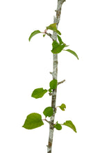 Load image into Gallery viewer, Antonovka Apple | Large Tree Seedling | The Jonsteen Company