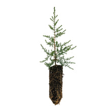 Load image into Gallery viewer, Arizona Cypress | Medium Tree Seedling | The Jonsteen Company