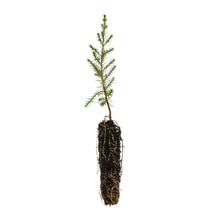 Load image into Gallery viewer, Arizona Cypress | Small Tree Seedling | The Jonsteen Company