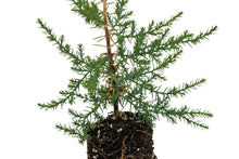 Load image into Gallery viewer, Arizona Cypress | Medium Tree Seedling | The Jonsteen Company