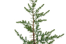 Load image into Gallery viewer, Arizona Cypress | Medium Tree Seedling | The Jonsteen Company