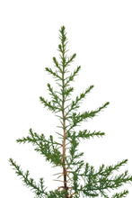 Load image into Gallery viewer, Arizona Cypress | Medium Tree Seedling | The Jonsteen Company