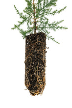 Load image into Gallery viewer, Arizona Cypress | Medium Tree Seedling | The Jonsteen Company