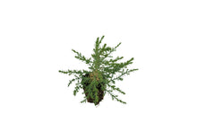 Load image into Gallery viewer, Arizona Cypress | Medium Tree Seedling | The Jonsteen Company