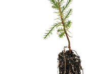 Load image into Gallery viewer, Arizona Cypress | Small Tree Seedling | The Jonsteen Company
