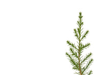 Load image into Gallery viewer, Arizona Cypress | Small Tree Seedling | The Jonsteen Company