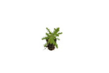Load image into Gallery viewer, Arizona Cypress | Small Tree Seedling | The Jonsteen Company