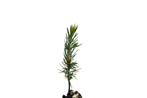 Atlas Cedar | Small Tree Seedling | The Jonsteen Company