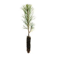 Load image into Gallery viewer, Austrian Black Pine | Small Tree Seedling | The Jonsteen Company