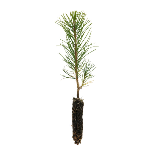 Austrian Black Pine | Small Tree Seedling | The Jonsteen Company