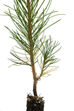 Load image into Gallery viewer, Austrian Black Pine | Small Tree Seedling | The Jonsteen Company
