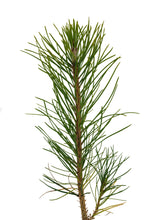 Load image into Gallery viewer, Austrian Black Pine | Small Tree Seedling | The Jonsteen Company