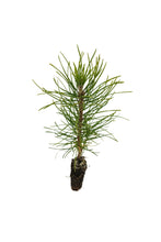 Load image into Gallery viewer, Austrian Black Pine | Small Tree Seedling | The Jonsteen Company