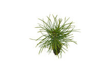 Load image into Gallery viewer, Austrian Black Pine | Small Tree Seedling | The Jonsteen Company