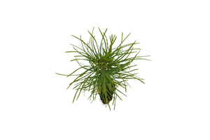 Austrian Black Pine | Small Tree Seedling | The Jonsteen Company