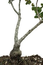 Load image into Gallery viewer, Bonsai Special | Coast Live Oak (B10)