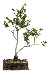 Bonsai Special | Coast Live Oak (B10)