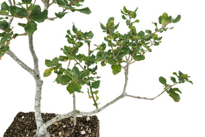 Bonsai Special | Coast Live Oak (B10)