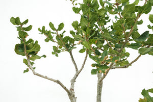 Bonsai Special | Coast Live Oak (B10)