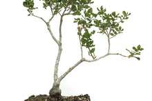 Load image into Gallery viewer, Bonsai Special | Coast Live Oak (B10)