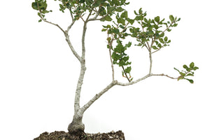 Bonsai Special | Coast Live Oak (B10)