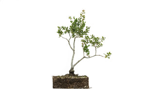 Bonsai Special | Coast Live Oak (B10)