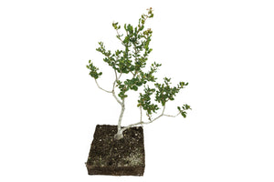 Bonsai Special | Coast Live Oak (B10)