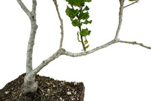 Load image into Gallery viewer, Bonsai Special | Coast Live Oak (B10)