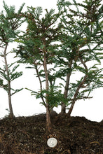 Load image into Gallery viewer, Bonsai Special | Coast Redwood Forest (A7)
