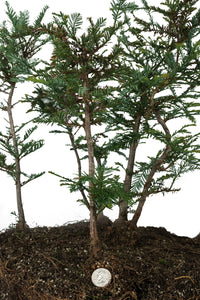 Bonsai Special | Coast Redwood Forest (A7)