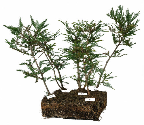 Bonsai Special | Coast Redwood Forest (A7)