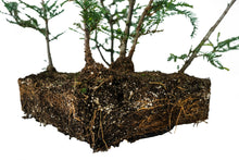Load image into Gallery viewer, Bonsai Special | Coast Redwood Forest (A7)