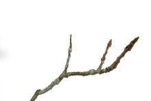 Load image into Gallery viewer, Bonsai Special | English Oak (B2)