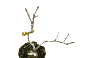 Bonsai Special | English Oak (B2)