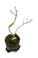 Load image into Gallery viewer, Bonsai Special | English Oak (B2)