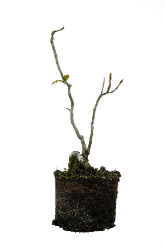 Bonsai Special | English Oak (B2)