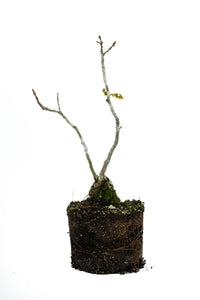 Bonsai Special | English Oak (B2)