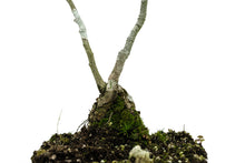 Load image into Gallery viewer, Bonsai Special | English Oak (B2)