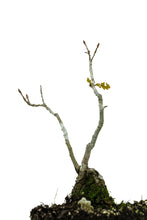 Load image into Gallery viewer, Bonsai Special | English Oak (B2)