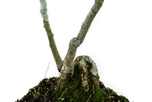 Load image into Gallery viewer, Bonsai Special | English Oak (B2)