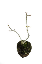 Load image into Gallery viewer, Bonsai Special | English Oak (B2)